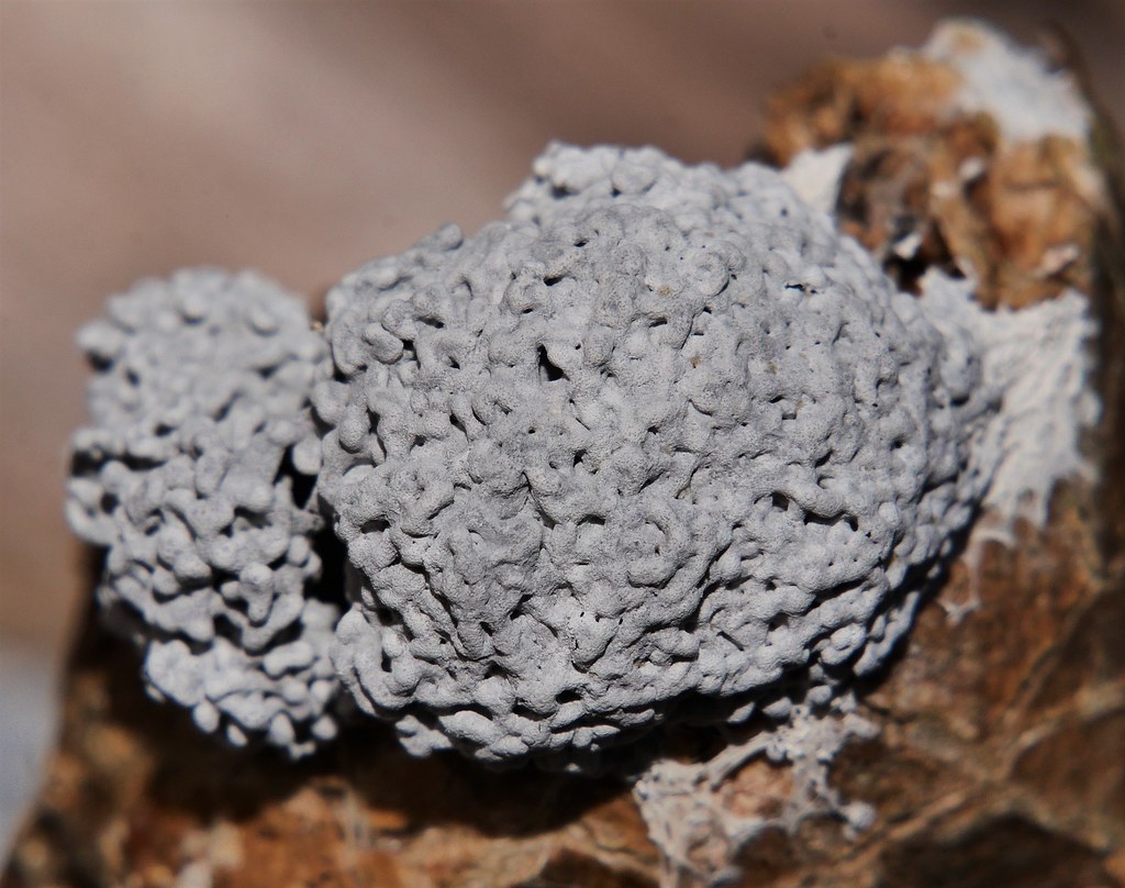 Grey Dogs' vomit plasmodial slime mould Fuligo sp Physarac… Flickr