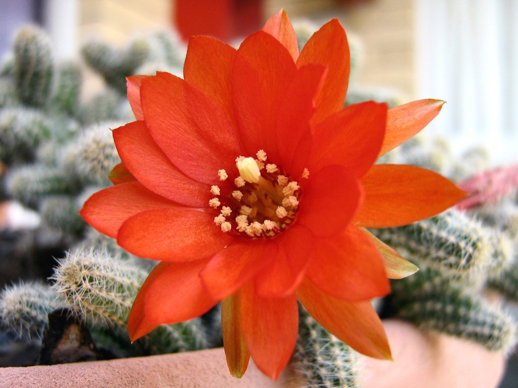 Peanut cactus, Qld Peanut cactus flower, Queensland. Bufo Marinus