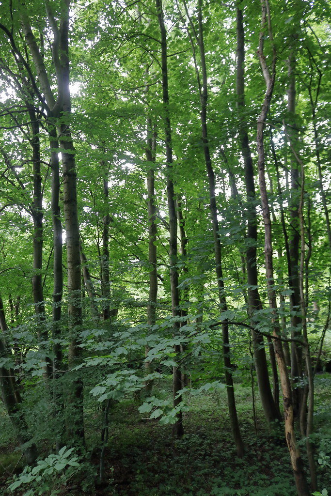 Den of Cults,Aberdeen_jul 20_208 Alan Longmuir. Flickr