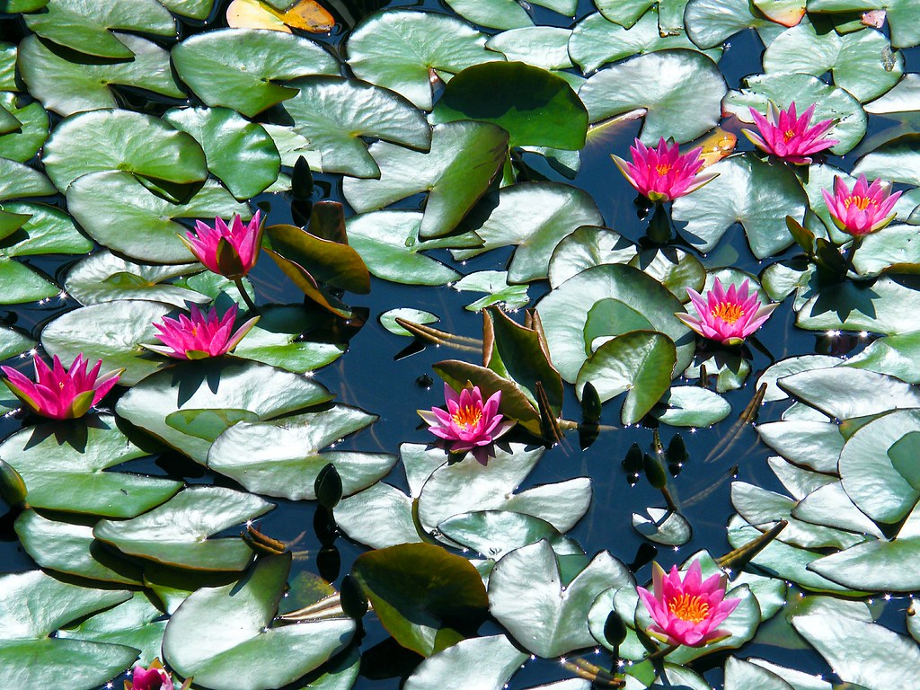 Lovely Red Water Lilies Stanley Zimny (Thank You for 57 Million views