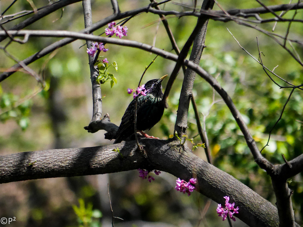 Starling... Central Park, NYC THE.ARCH Flickr