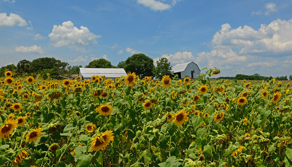 Sunflower Farm Watkinsville, GA David Reed Flickr