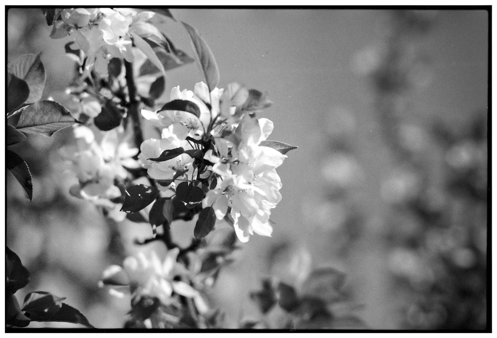 Black and White Blossoms a photo on Flickriver