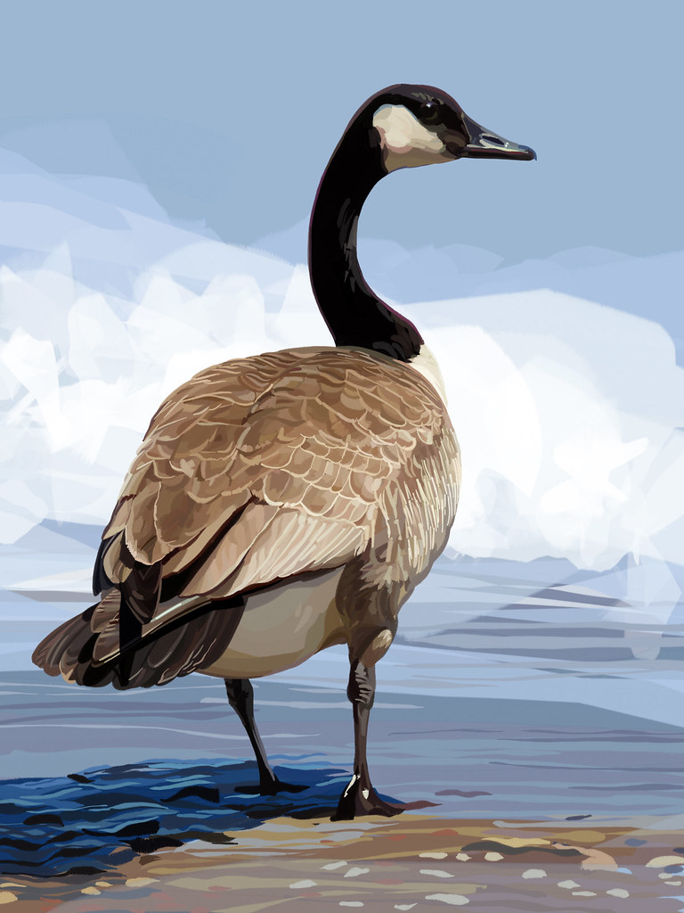 Gander Loads of geese around, pooping up the place. But I … Flickr