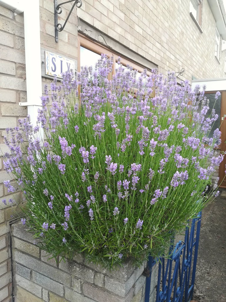 Lavender A Lavender Bush we have let grow in one of our ga… Flickr