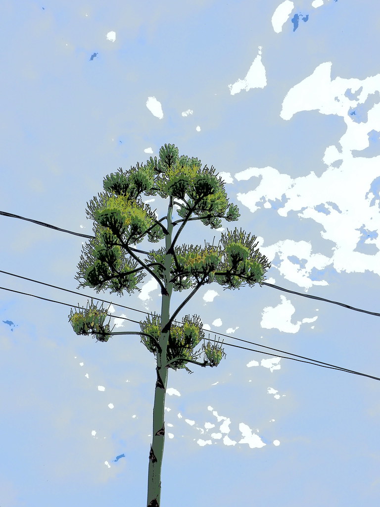 Home and Neighborhood, Pine Valley, Wilmington, NC Early July 2020 Flickr