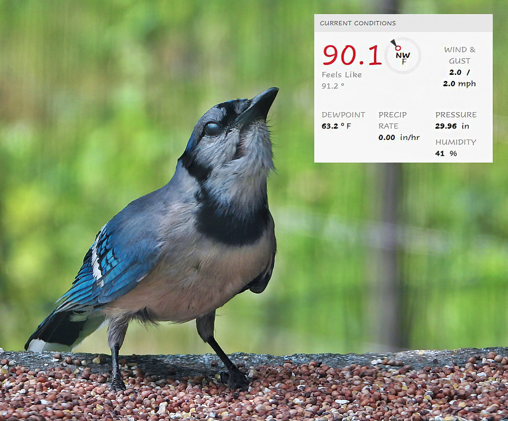 It's Even Too Hot For The Birds! I made sure the bird bath… Flickr