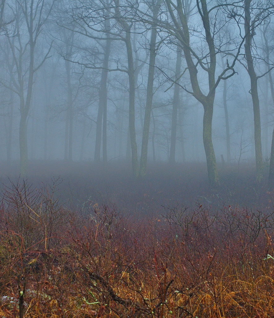 Tammany Fog Hiked up Mt Tammany for morning sunrise only t… Flickr