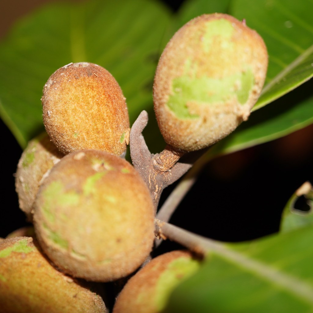 Pouteria malaccensis Nyatoh Nangka Kuning; Sapotaceae. If … Flickr