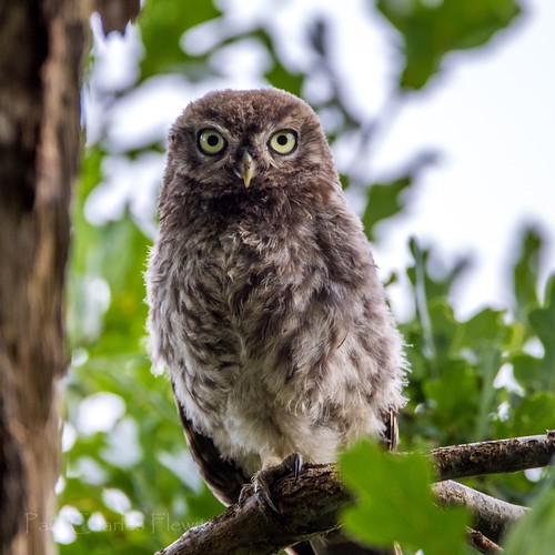 Juvenile Little Owl Little Owl (Owlet) Paul Charles Flewitt Flickr