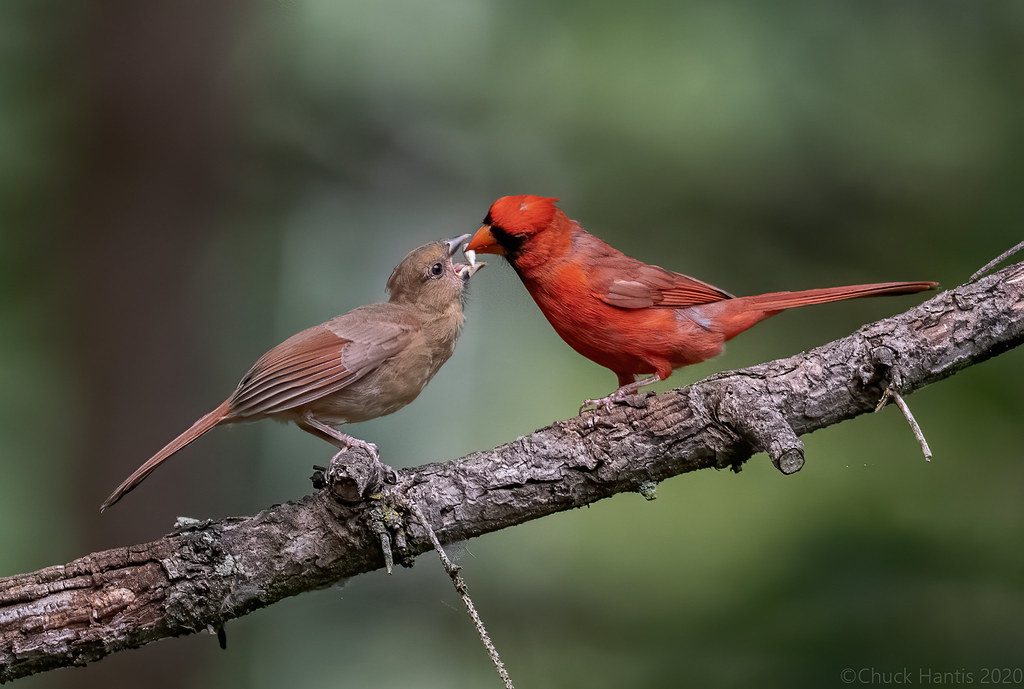 Cardinals Male feeding young one...growing fast ! Yard Bir… Flickr
