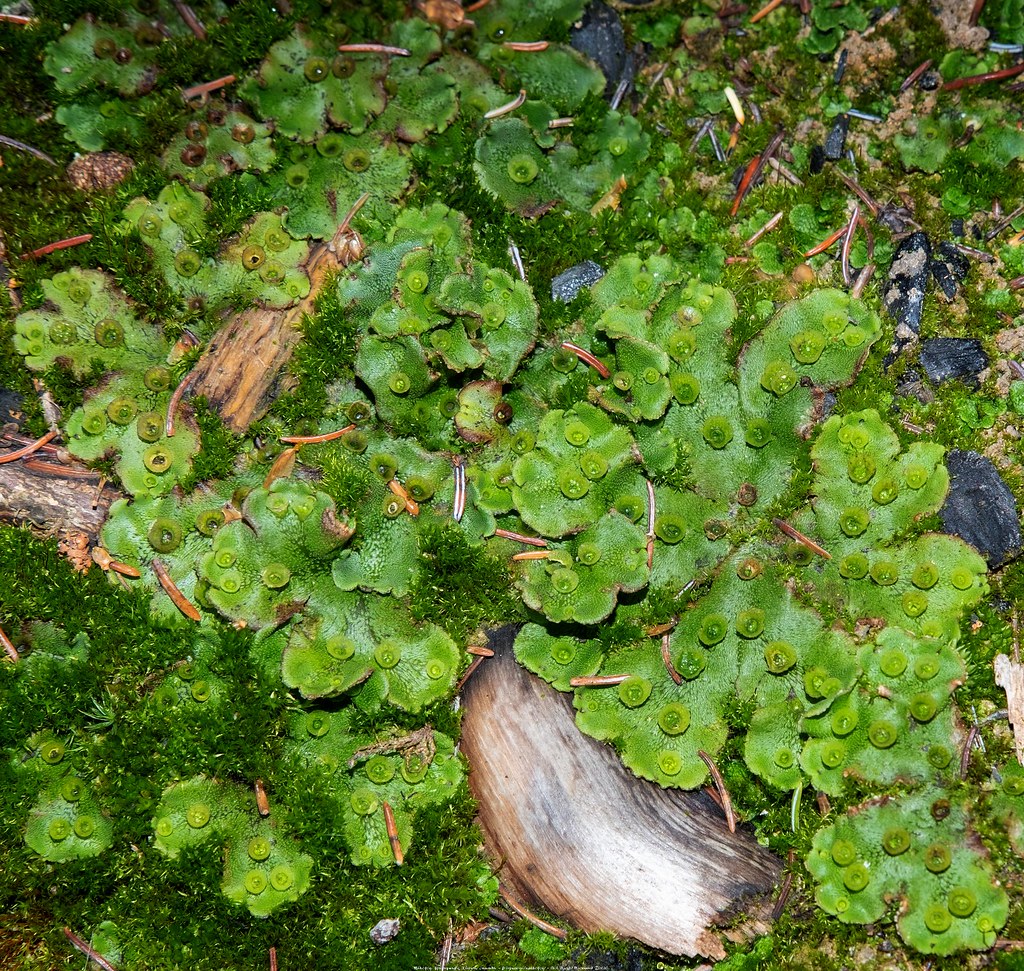 Liverwort [Marchantia polymorpha] MikoFox ⌘ Photography Flickr