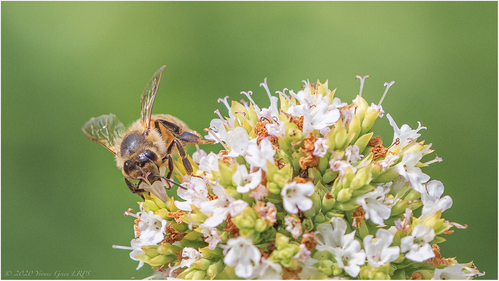 Honey Bee on Golden Marjoram Apis mellifera on Origanum ma… Flickr