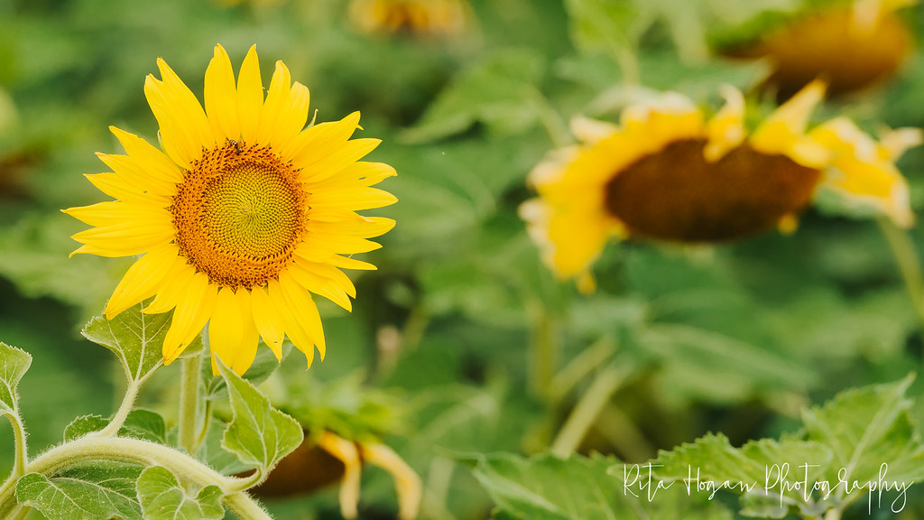 Sunflowers and Grandgirls! IH35W just passed Hillsboro Flickr