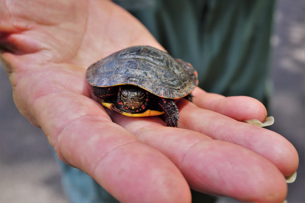 painted turtle juvenile pee dee nwr KG (2) NC Wetlands