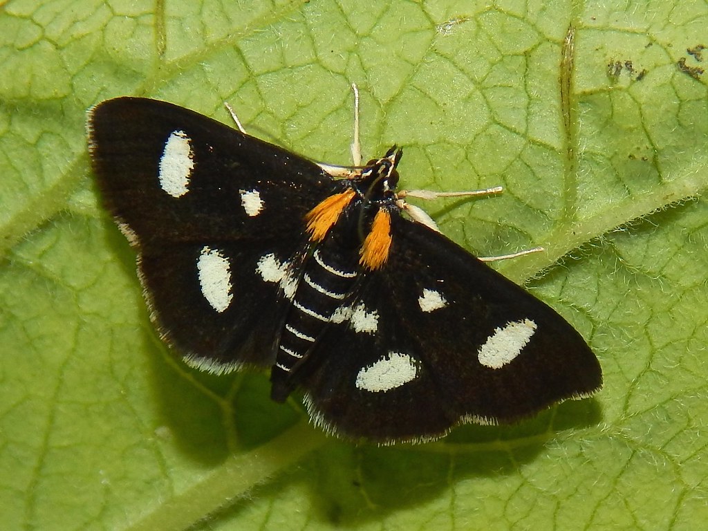Whitespotted Sable This one, seen for the first time in W… Flickr