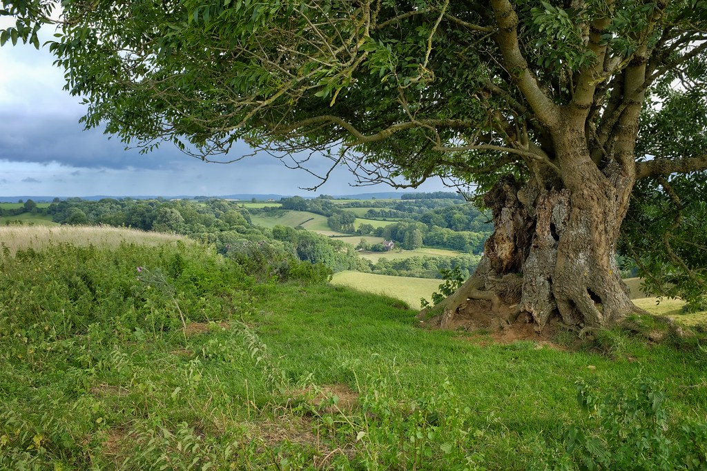 Ash Tree and Farmhouse in the Valley. The ash tree on the … Flickr