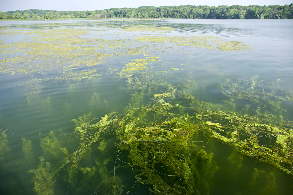 Lake Mendota, Green Algae & Weeds, University Bay Flickr