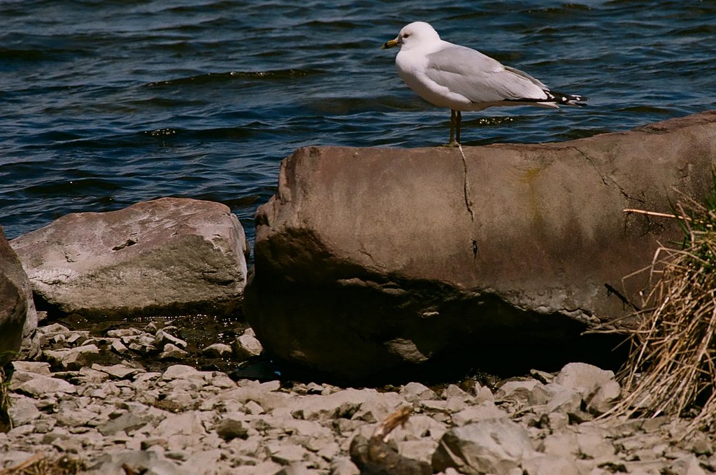 On the rocks 000006740009 Oneida Shores / Muskrat Bay Cano… Flickr