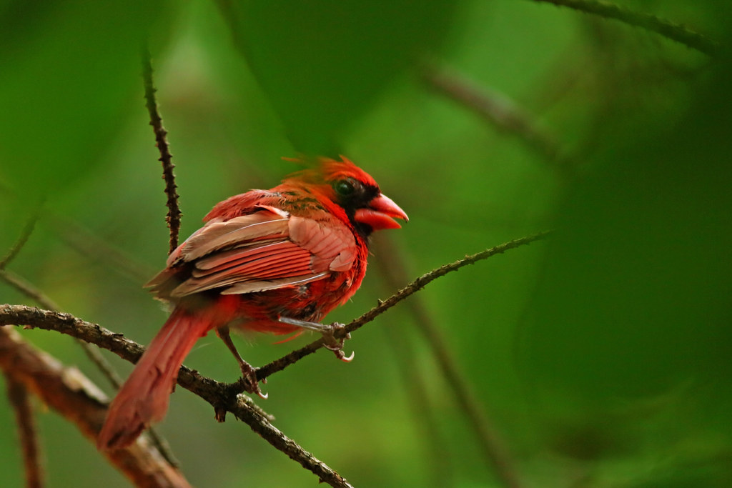 Cardinal Red in green Cardinal, male (July 9, 2020) Flickr