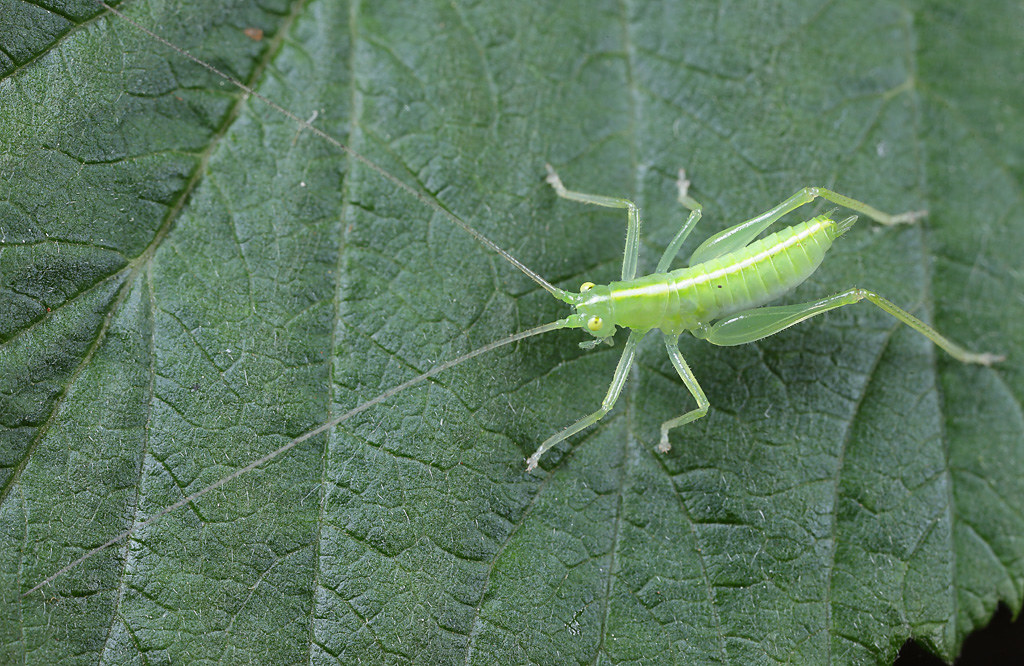 Southern oak bush cricket nymph Southern oak bush cricket … Flickr