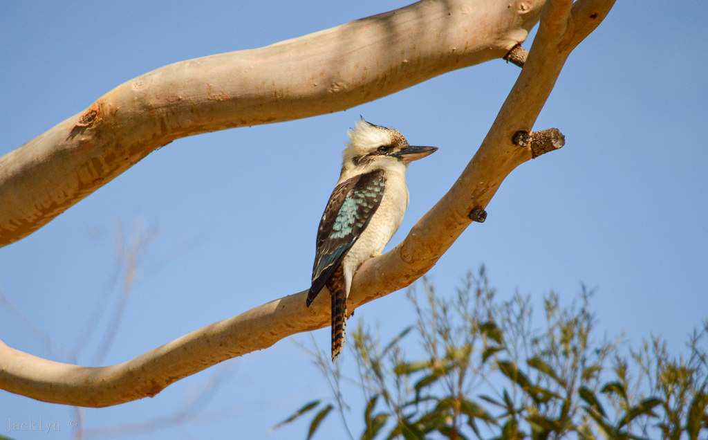 Kookaburra South Coast NSW jacklyn Flickr