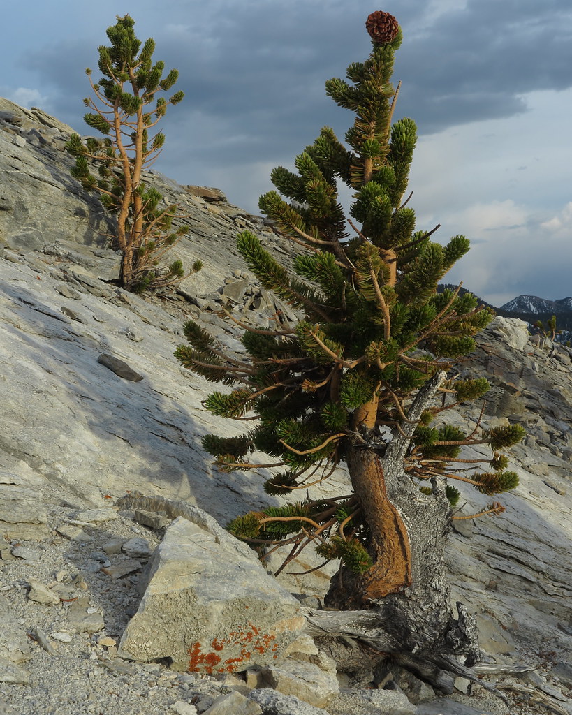 Wild Bonsai 5 Fifth in the series ‘Wild Bonsai’, this tree… Flickr