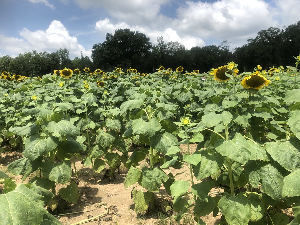 c2020 July 10, Sunflower Field Autaugaville, Al Iphoneography 10 Flickr