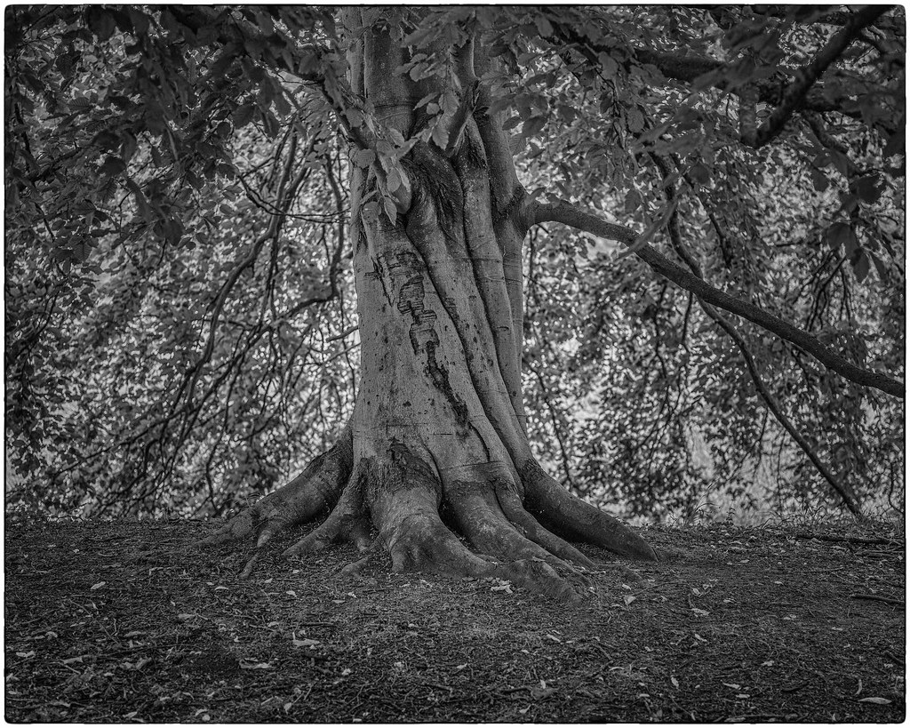 Beech Tree An ancient beech tree growing on the earthworks… Flickr