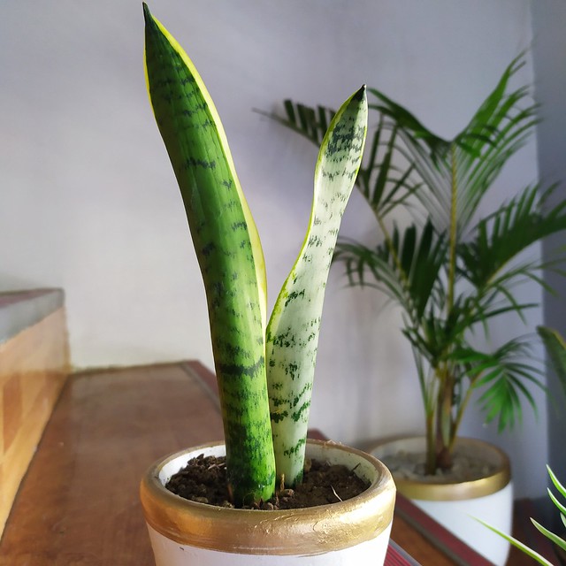 10 Hard to Kill Indoor Plants Mommy Levy