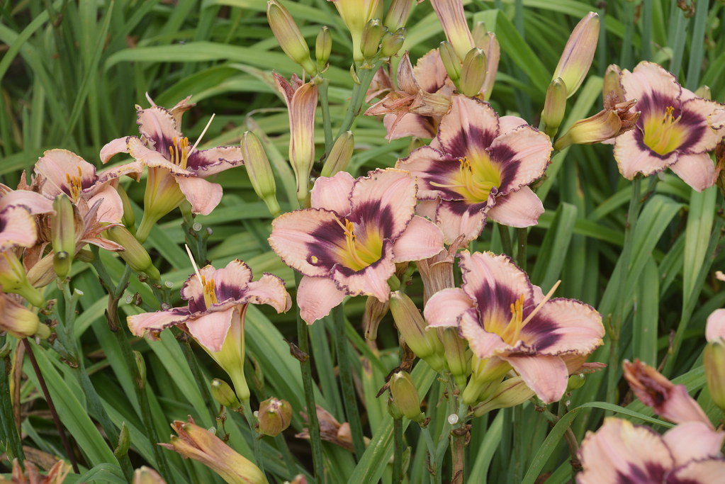 Flora and fauna Howard J Flickr