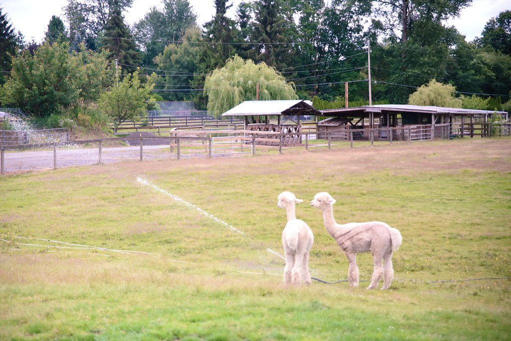 Alpaca Farm in Aldergrove, BC Kensington Prairie Farm Lang… Flickr