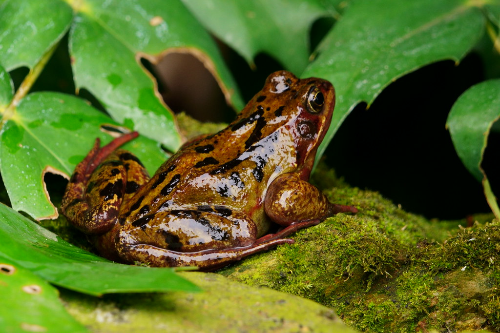 DSC01040 Common Frog Common Frog Garden, Hullbridge, E… Flickr