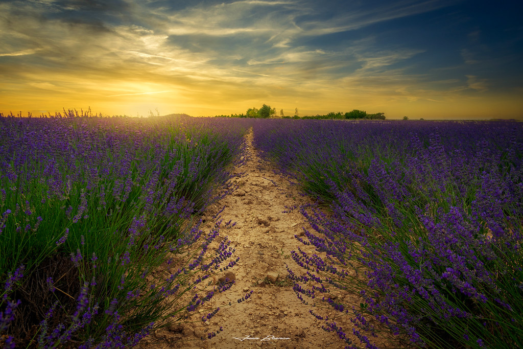 Campos de Lavanda Tiedra Valladolid 2020 Juan Blanco Photography Flickr