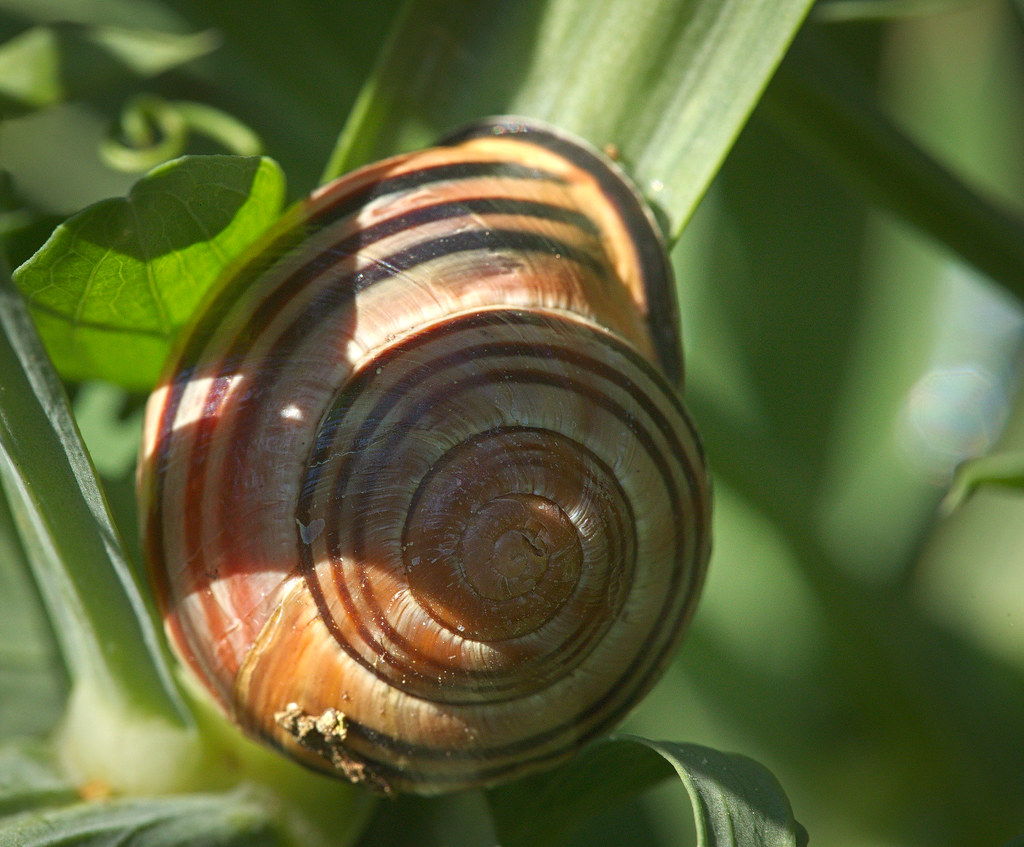 Grove snail Grove snail (Cepaea nemoralis) resting on a le… Flickr