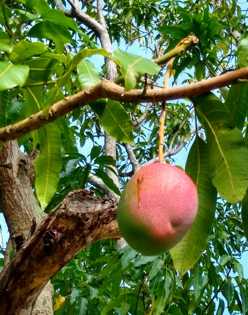 Mango Season taketwosailing Flickr