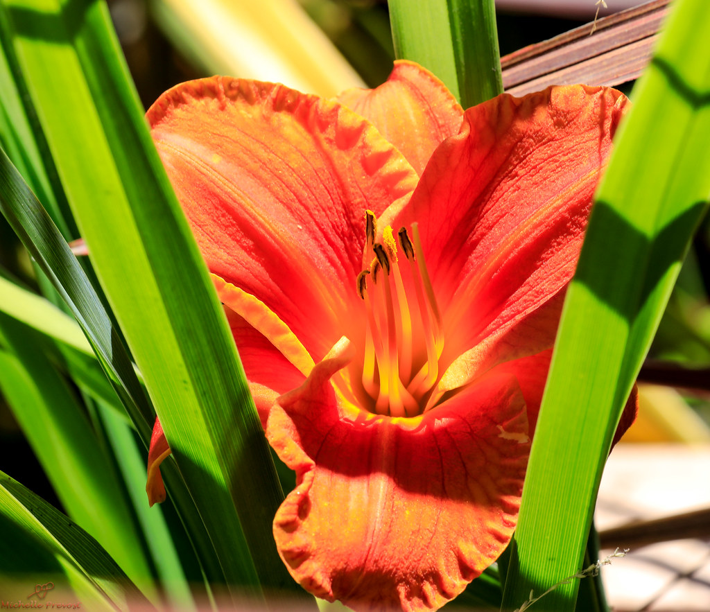 Flowers_142313 Shelly Prevost Flickr