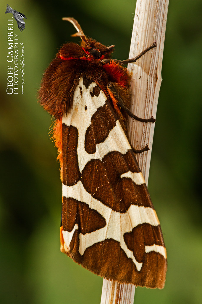 Garden Tiger Moth (Arctia caja) Another impressive moth se… Flickr