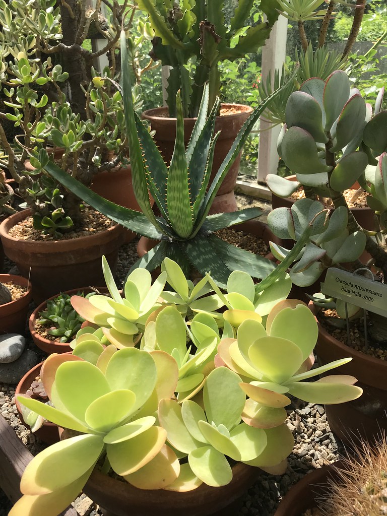 July 12, 2020. Fuller Gardens, Rye, New Hampshire. Flickr