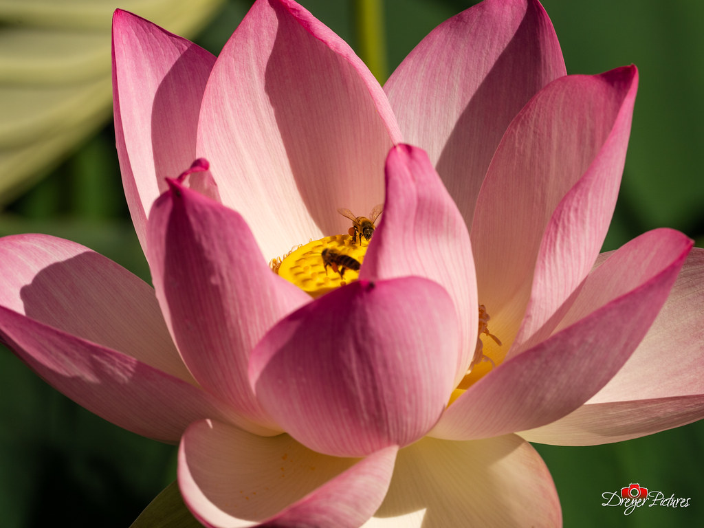 Lotus Flower Park, Sacramento CA Photography and Editing … Flickr