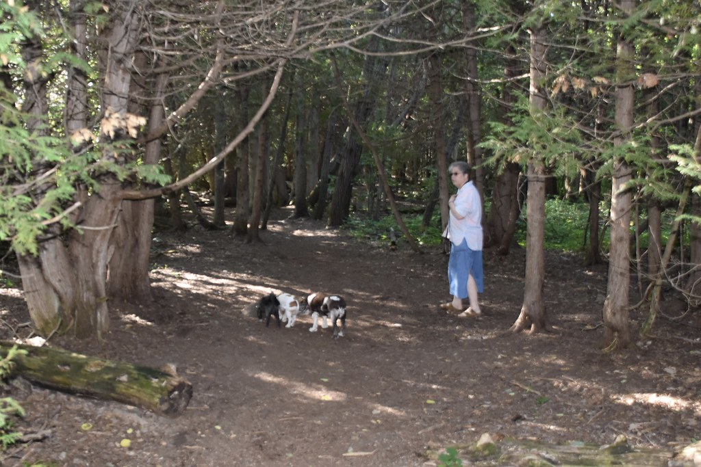 Into the woods It’s much cooler today but still pretty war… Flickr