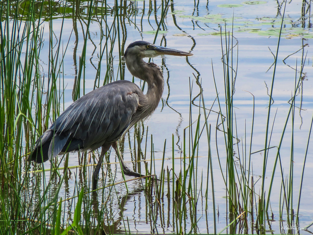 Great Blue Heron Le Grand Héron Ardea herodias (Ardeidae… Flickr