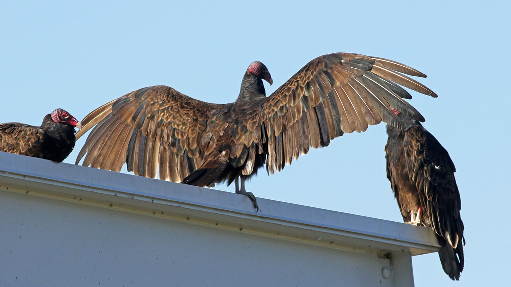 Turkey Vulture Roof Yoga On the roof of a building overloo… Flickr