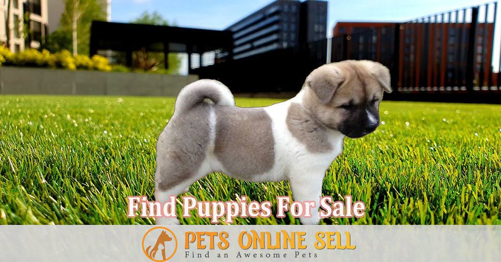 Visit To Find Puppies For Sale Find puppie… Flickr