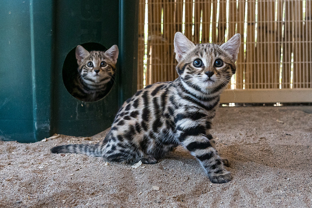 Black Footed Cat
