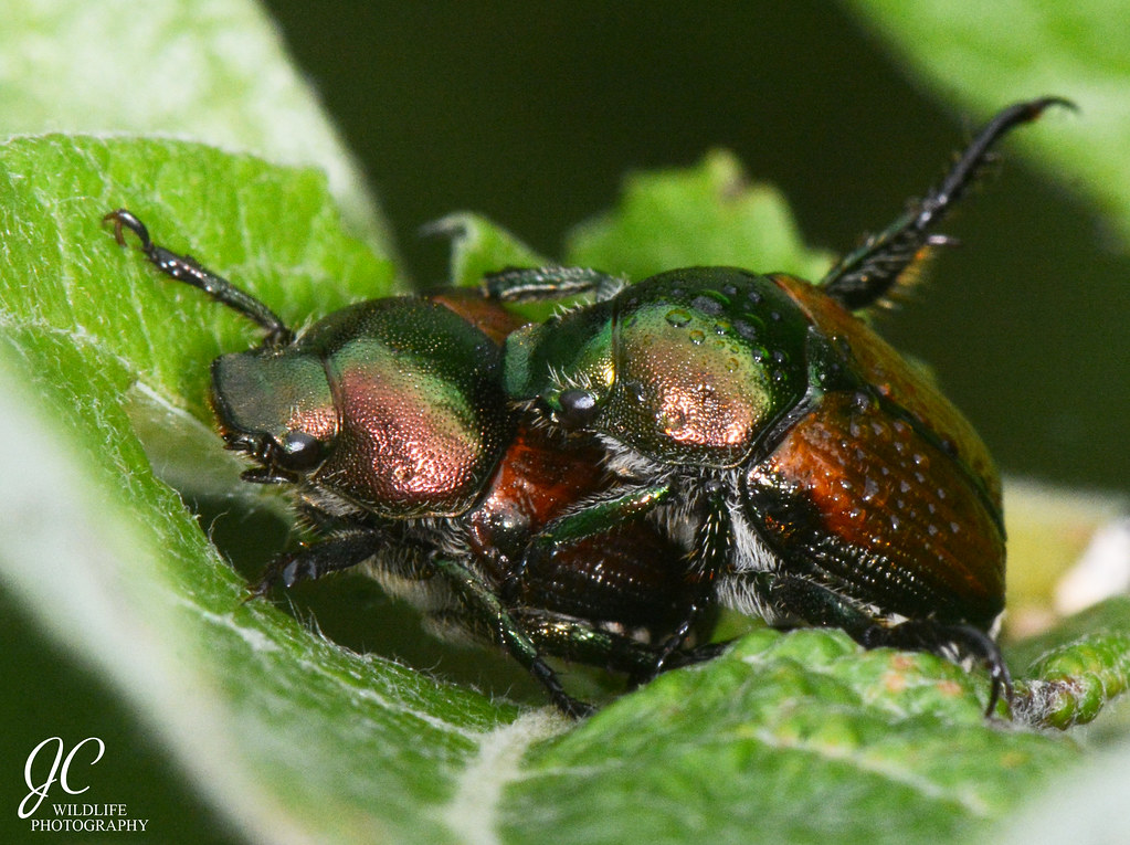 Japanese beetles Madison, Wisconsin, 2020 Jeremy Cohen Flickr