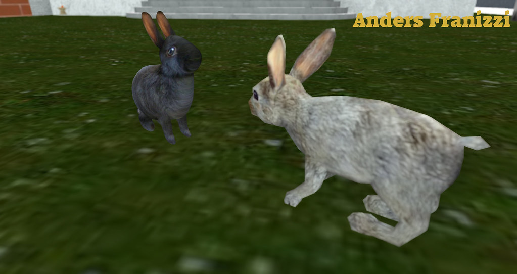 Two bunnies outside Photo gallery You can find more inform… Flickr