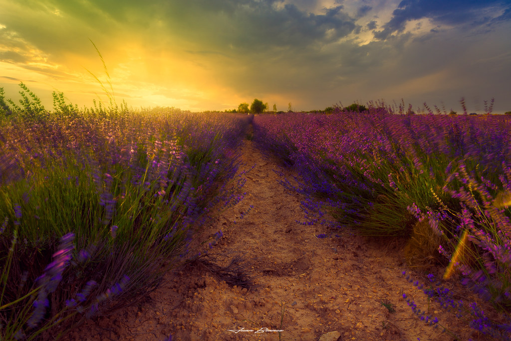Campos de Lavanda Tiedra Valladolid 2020 Juan Blanco Photography Flickr