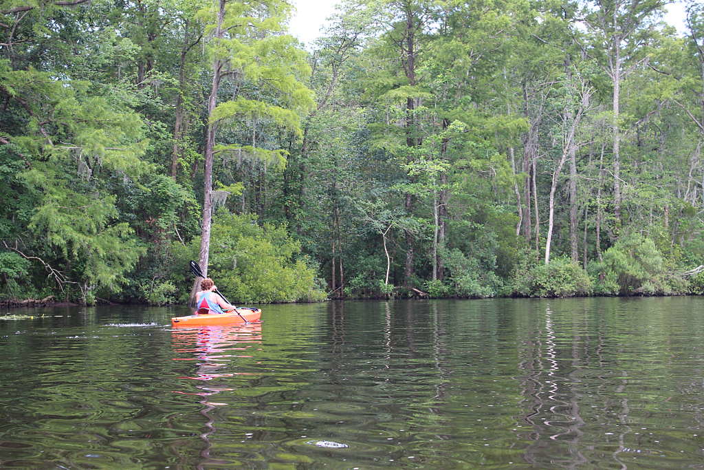 Kayaking On The Tar River Near Washington NC Flickr