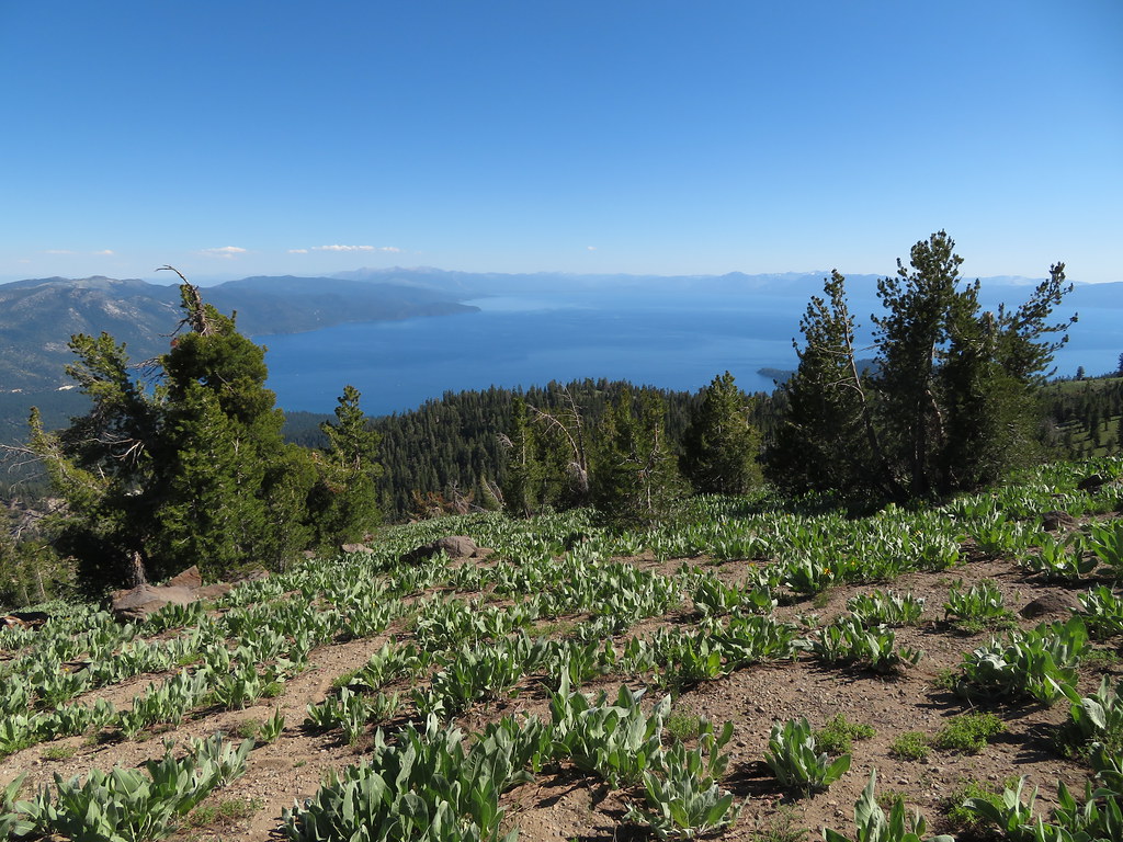 Tahoe Rim Trail from Mount Rose, Nevada to Brockway Summit… Flickr
